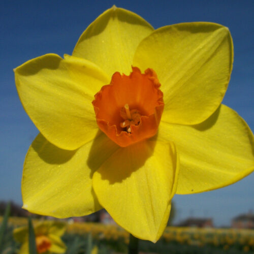 Daffodil Buster