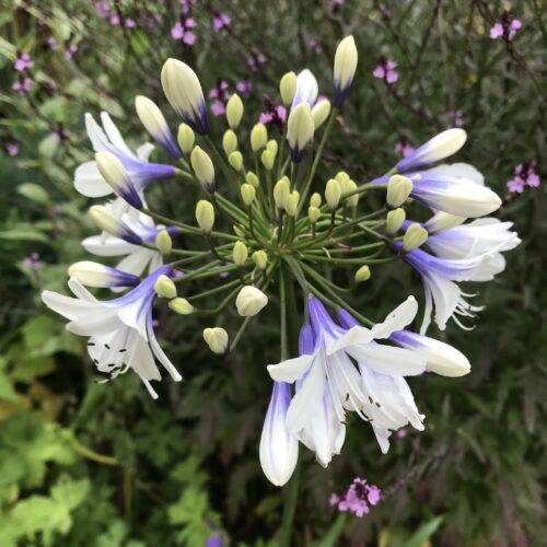 Agapanthus twister
