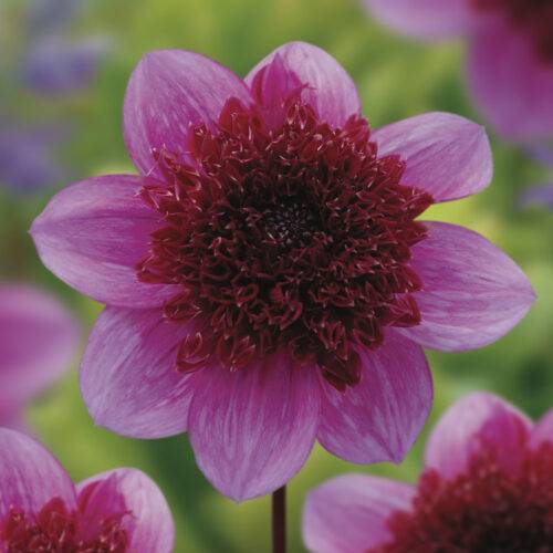 Dahlia Blue Bayou