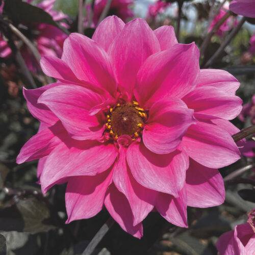 Dahlia Fascination