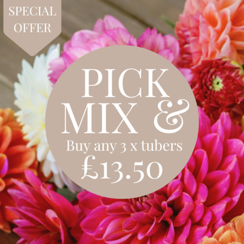 Dahlia Buy any 3 x packs