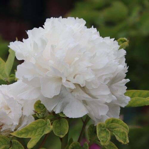 Duchesse De Nemours
