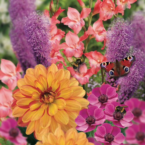 Bees & Butterflies Combination