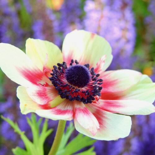 Anemone Pinafore