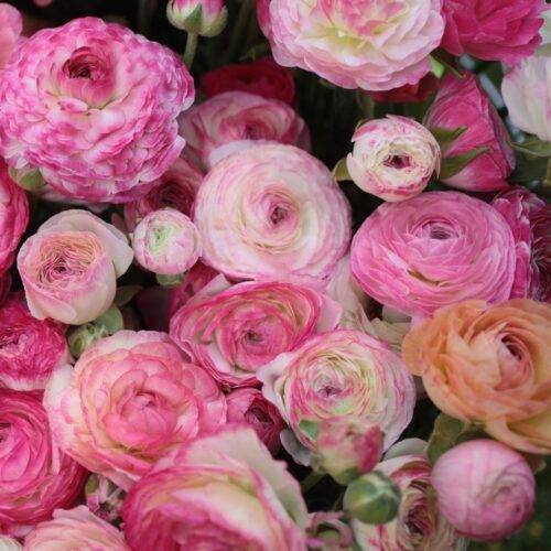 Ranunculus pastel blend