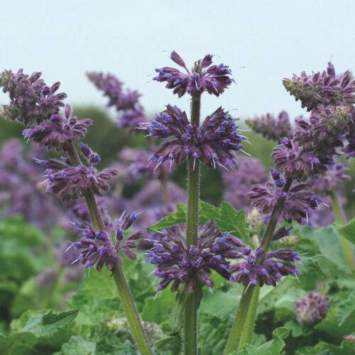 Salvia Verticillata Purple Rain