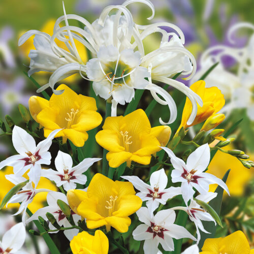 Scented Combination