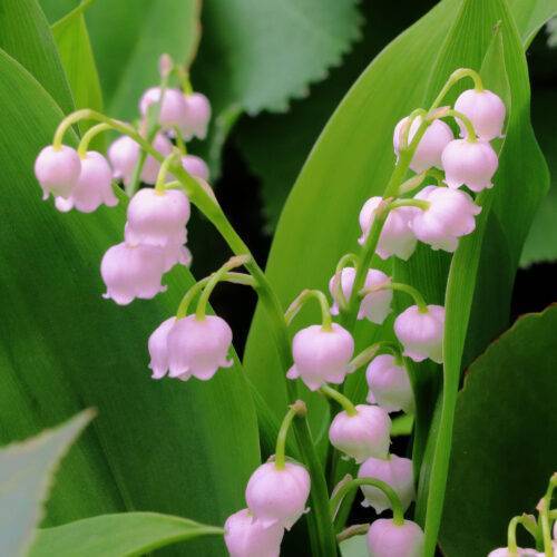 Convallaria majalis Rosea