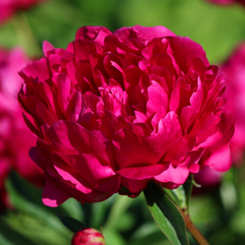 Paeonia rosea Felix Crousse