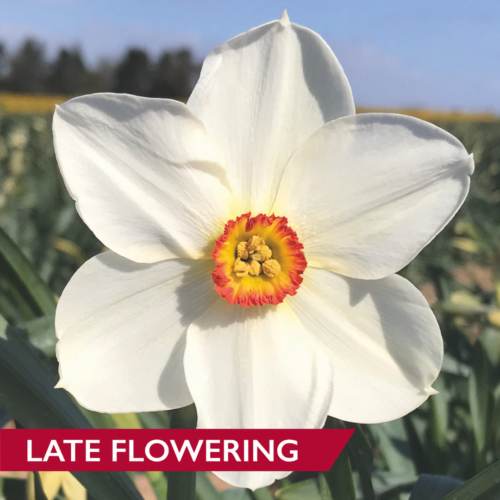 Daffodil Actaea