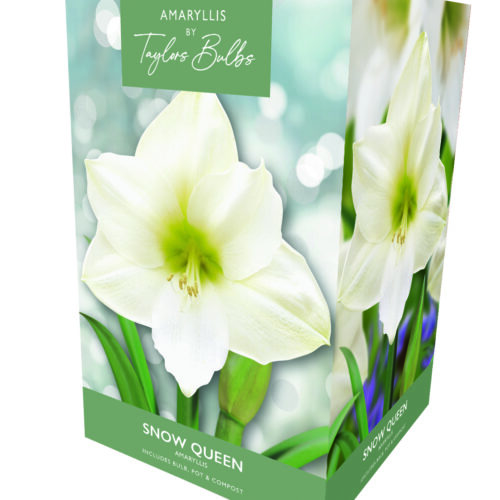 Amaryllis Snow Queen Gift Box