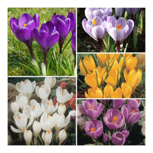 Crocus Large Flowering Collection