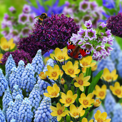 Bees & Butterflies Combination