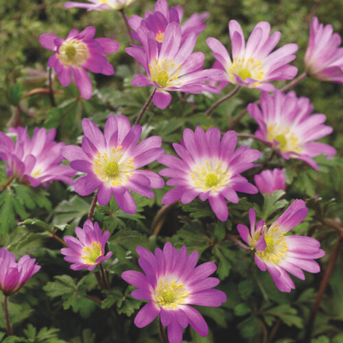 Anemone blanda Charmer