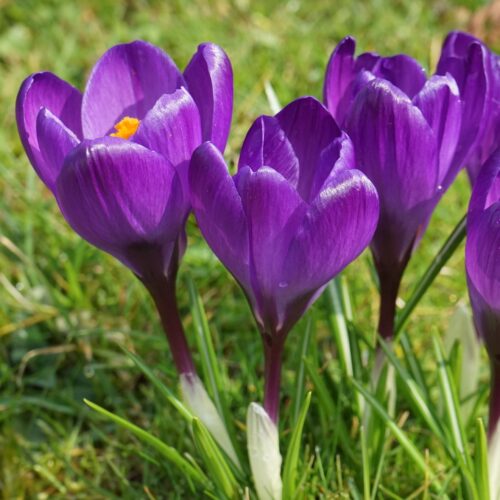 Flower record