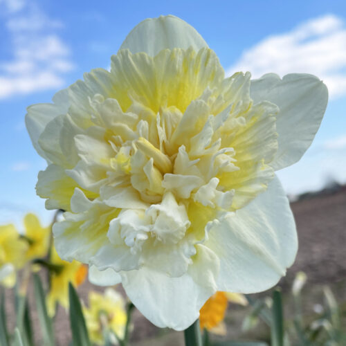 Narcissus Ice King