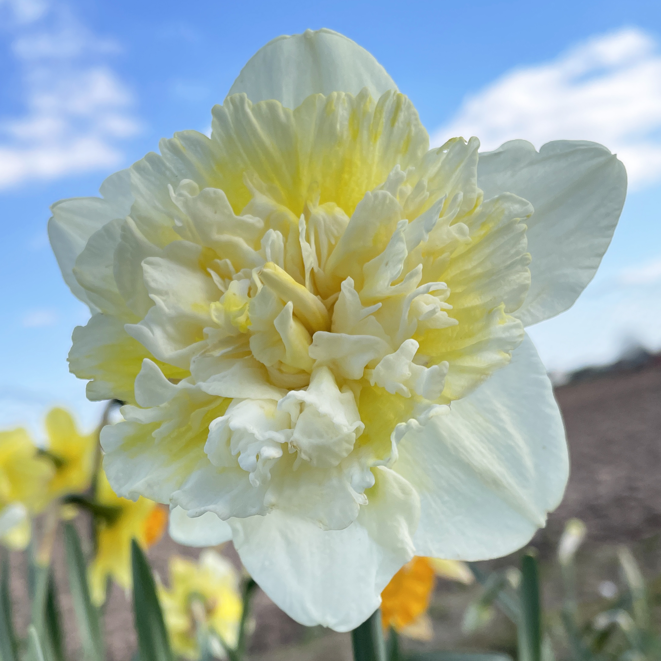 Narcissus Ice King