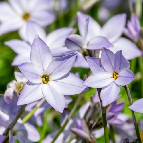 Ipheion Blue