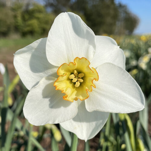 daffodil Lichfield
