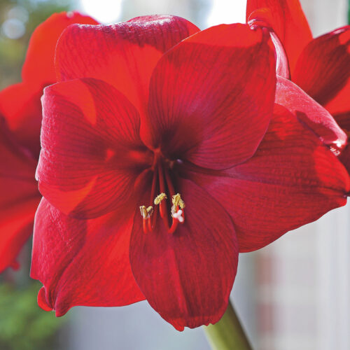 Amaryllis Red Lion