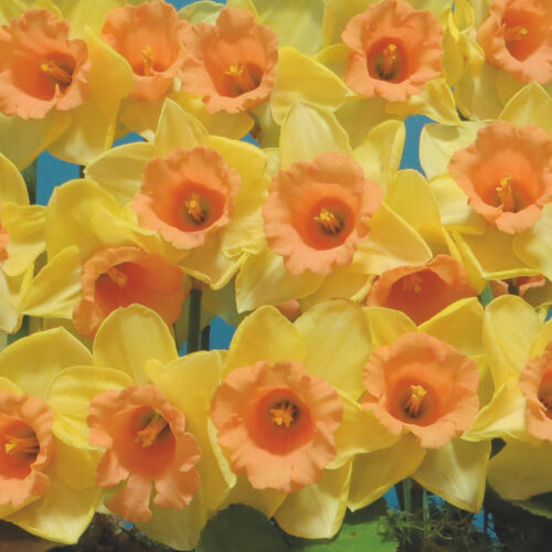 Daffodil Tom Pouce