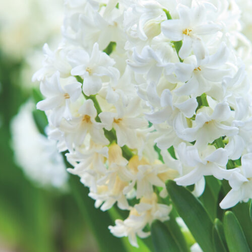 Top White