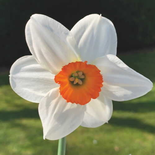 DAffodil UFO