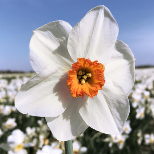 Daffodil Verger