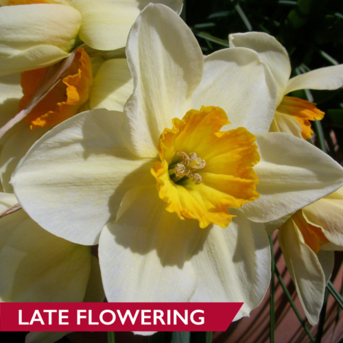Daffodil Ultimus
