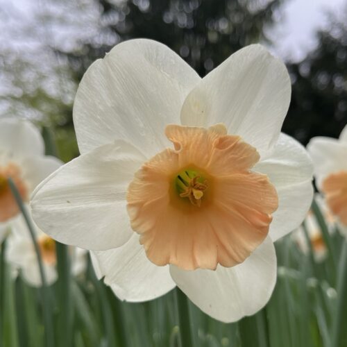 Daffodil Romance