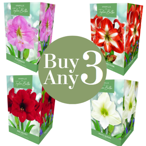 Amaryllis Gift Box Multibuy