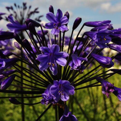 Agapanthus Black Buddhist