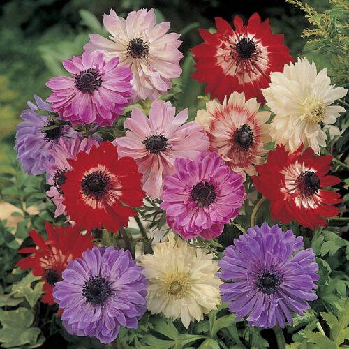 Anemone St. Brigid Mixed