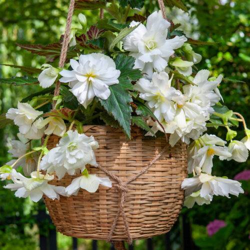 Begonia Double Flowering Cascading White