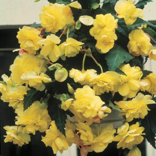 Begonia Double Flowering Cascading Yellow