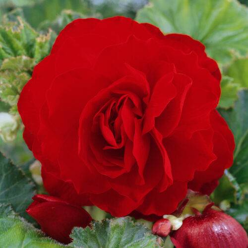 Begonia Double Red