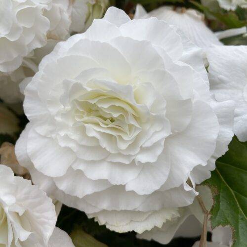 Begonia Double White