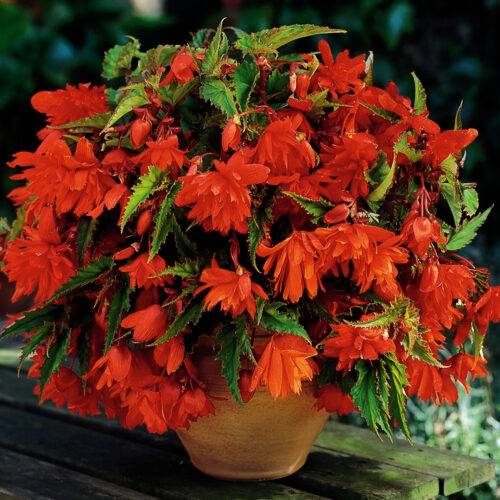 Begonia Orange Cascading