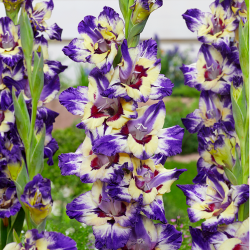 Gladiolus Circus Colour