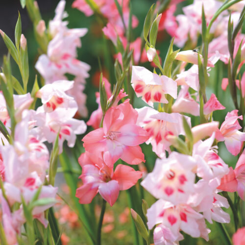 Gladioli Mixed (Nanus)