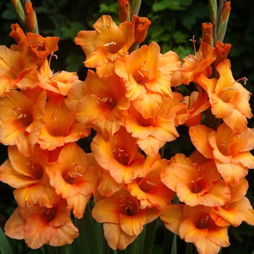 Gladioli Prince of orange RF