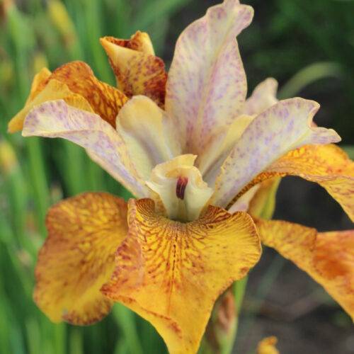 Iris Sibirica Ginger Twist