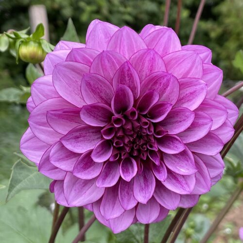 Dahlia Blue Bell