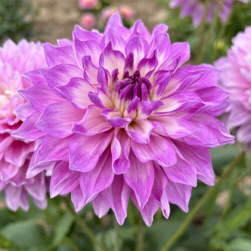 Dahlia Blue Wish