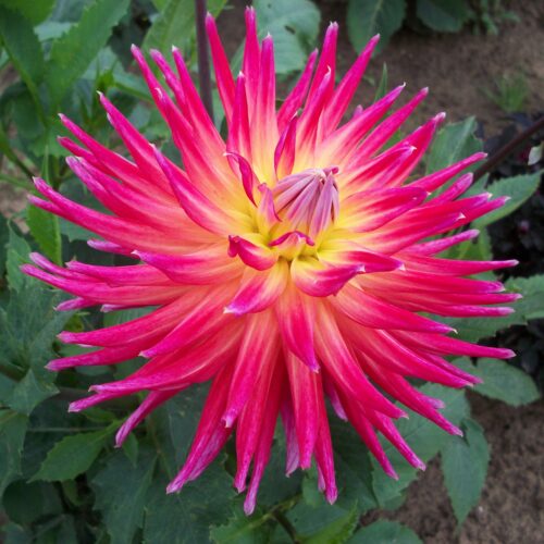 Dahlia Bora Bora