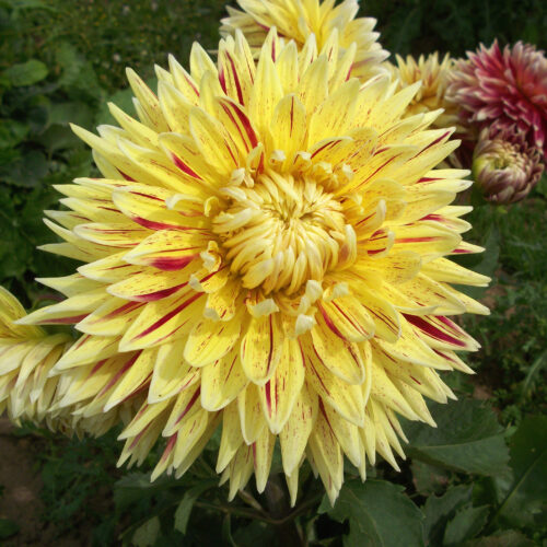 Dahlia Cambridge