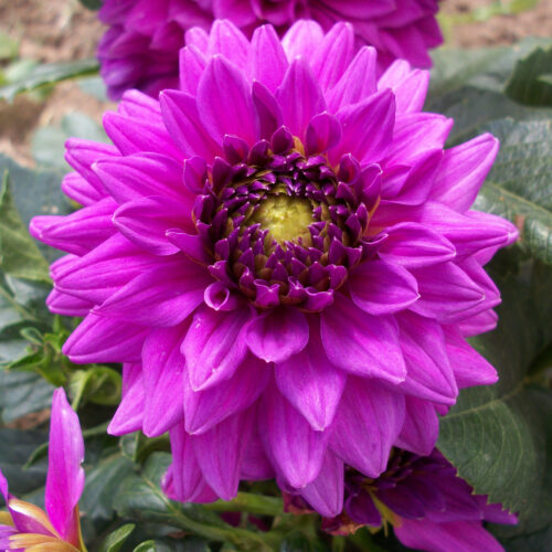 Dahlia Claudette