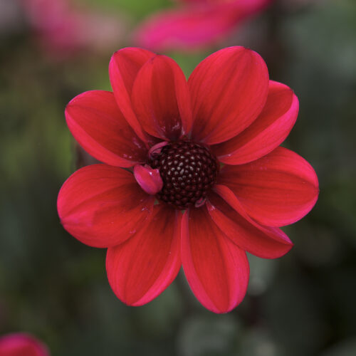 Dahlia Dracula