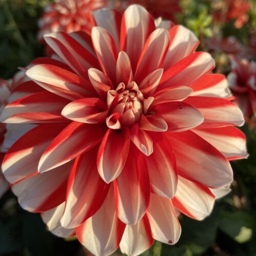 Dahlia Dynamite