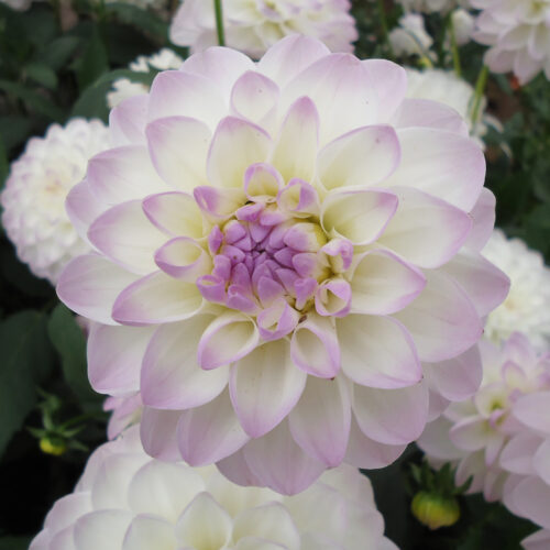 Dahlia Eveline